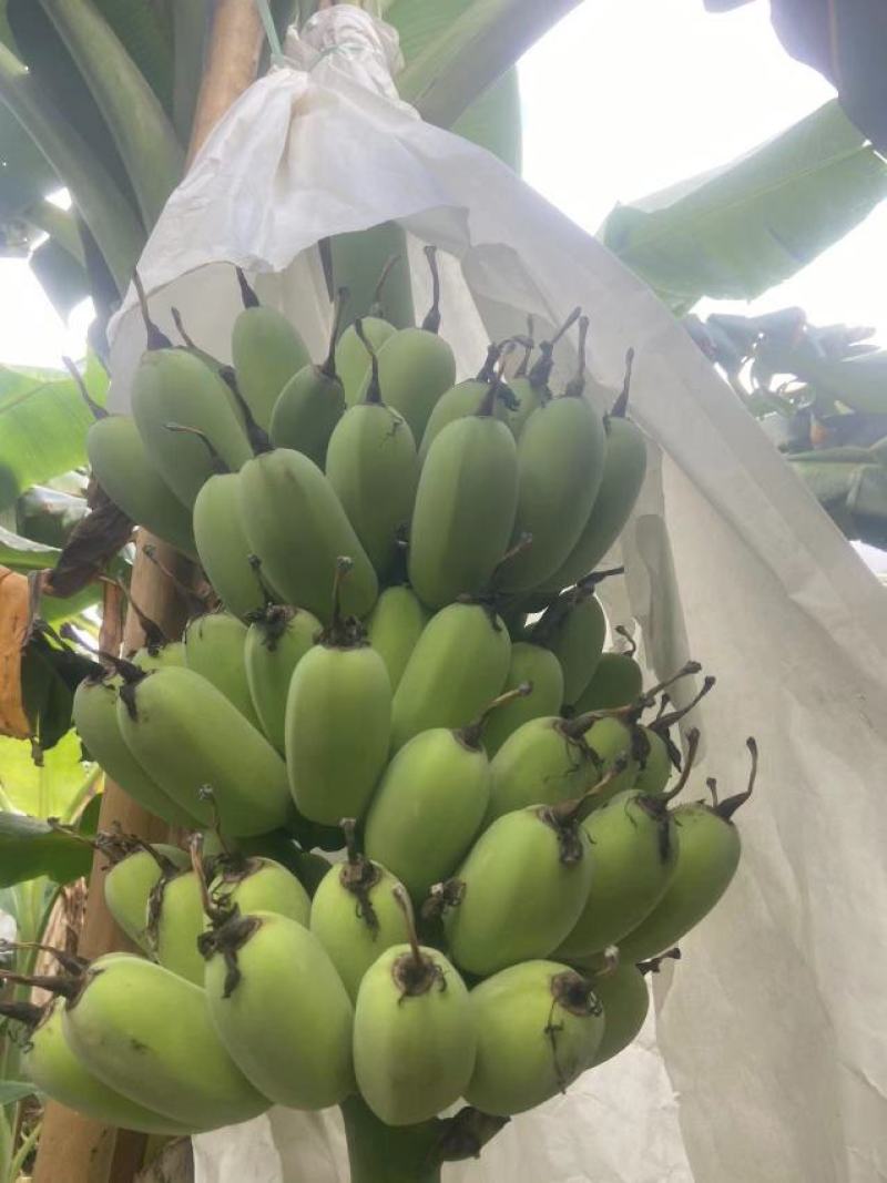 广东苹果蕉大量上市一手货源可视频看货欢迎下单咨询