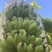 广东苹果蕉大量上市一手货源可视频看货欢迎下单咨询