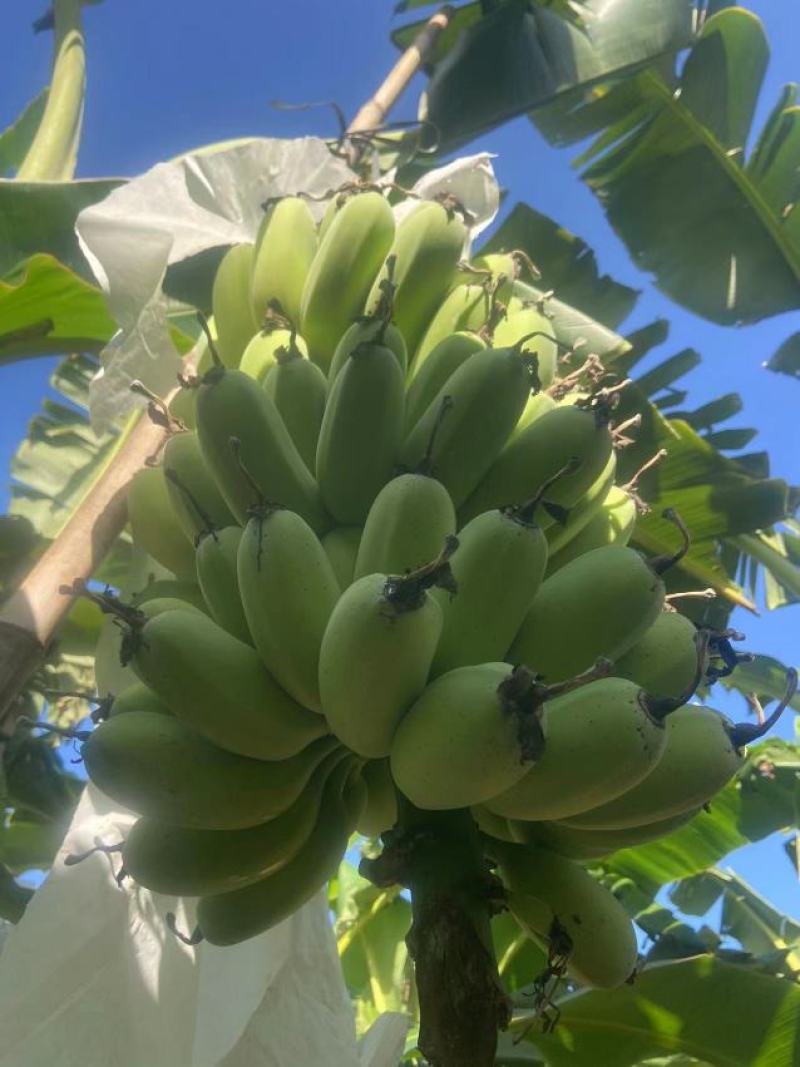 广东苹果蕉大量上市一手货源可视频看货欢迎下单咨询