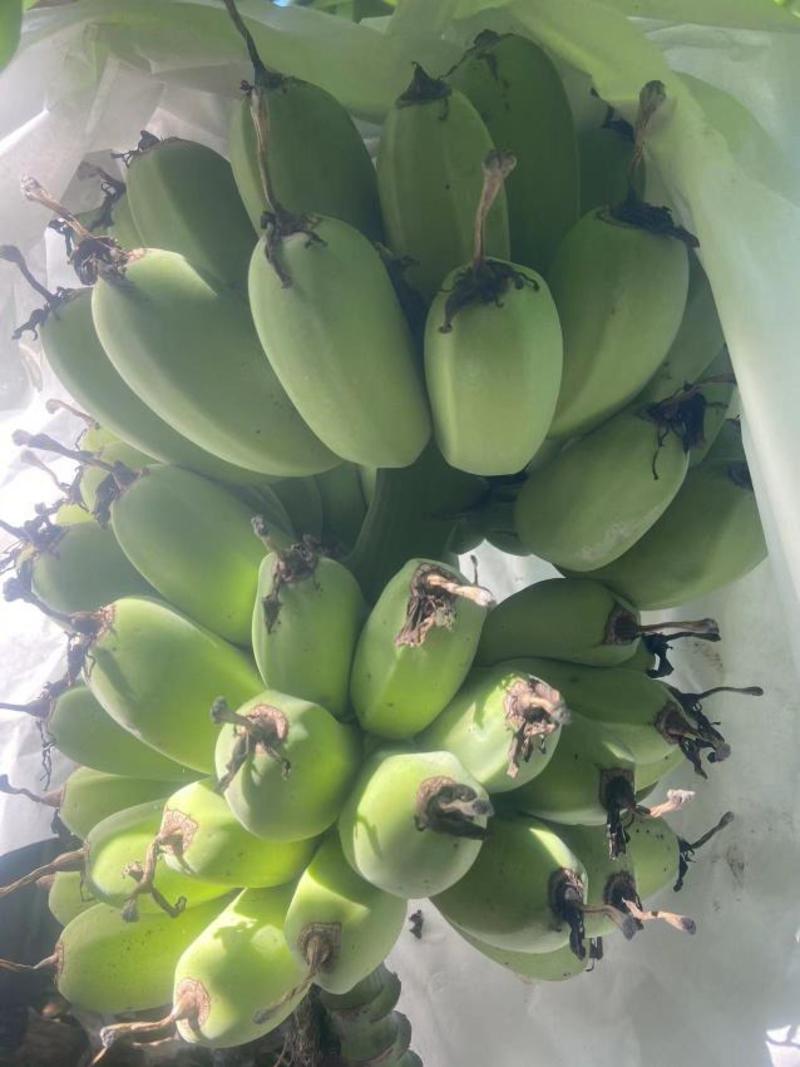 广东苹果蕉大量上市一手货源可视频看货欢迎下单咨询