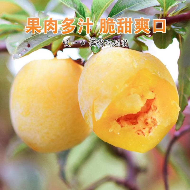 湖南文明特产黄金奈李脆甜多汁脱骨蜂糖李自己果园现摘现发