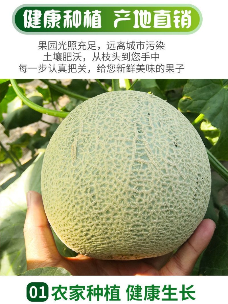 山东玫珑瓜网纹文蜜瓜软糯香甜带箱1-5个新鲜水果冰糖蜜瓜