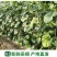 山东玫珑瓜网纹文蜜瓜软糯香甜带箱1-5个新鲜水果冰糖蜜瓜