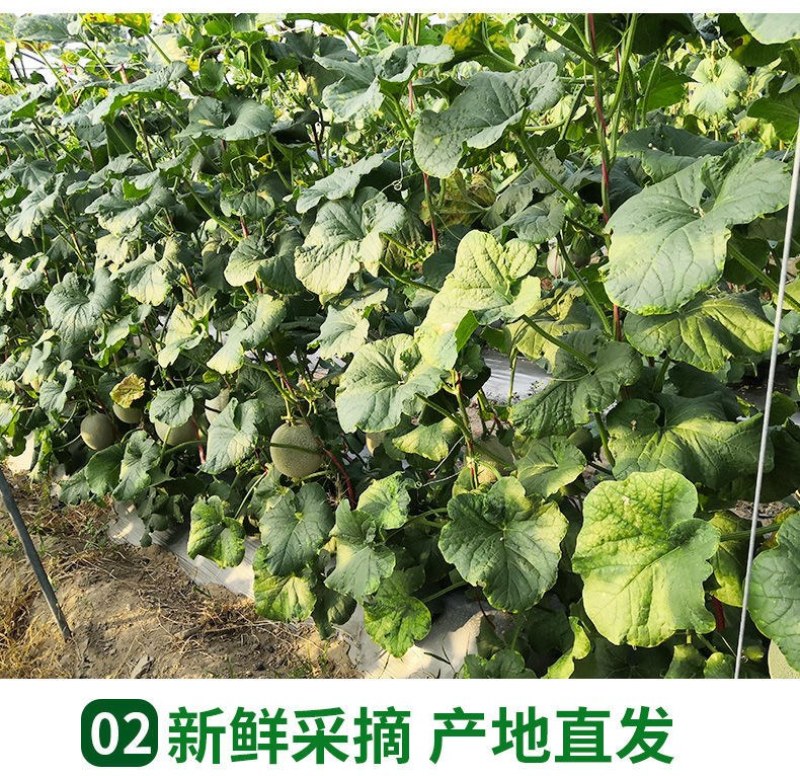 山东玫珑瓜网纹文蜜瓜软糯香甜带箱1-5个新鲜水果冰糖蜜瓜