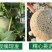 山东玫珑瓜网纹文蜜瓜软糯香甜带箱1-5个新鲜水果冰糖蜜瓜