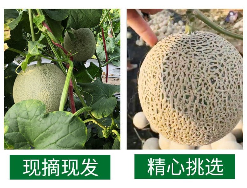 山东玫珑瓜网纹文蜜瓜软糯香甜带箱1-5个新鲜水果冰糖蜜瓜
