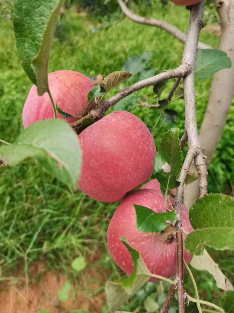 昭通苹果种植基地——红露预售