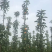 柱状苹果树产量高占空小景观，占地都合适栽种