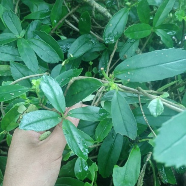 岩豇豆！欢迎老板质询！可视频看货，长期供应售后无忧