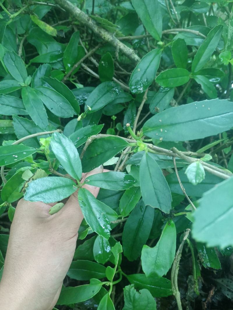 岩豇豆！欢迎老板质询！可视频看货，长期供应售后无忧