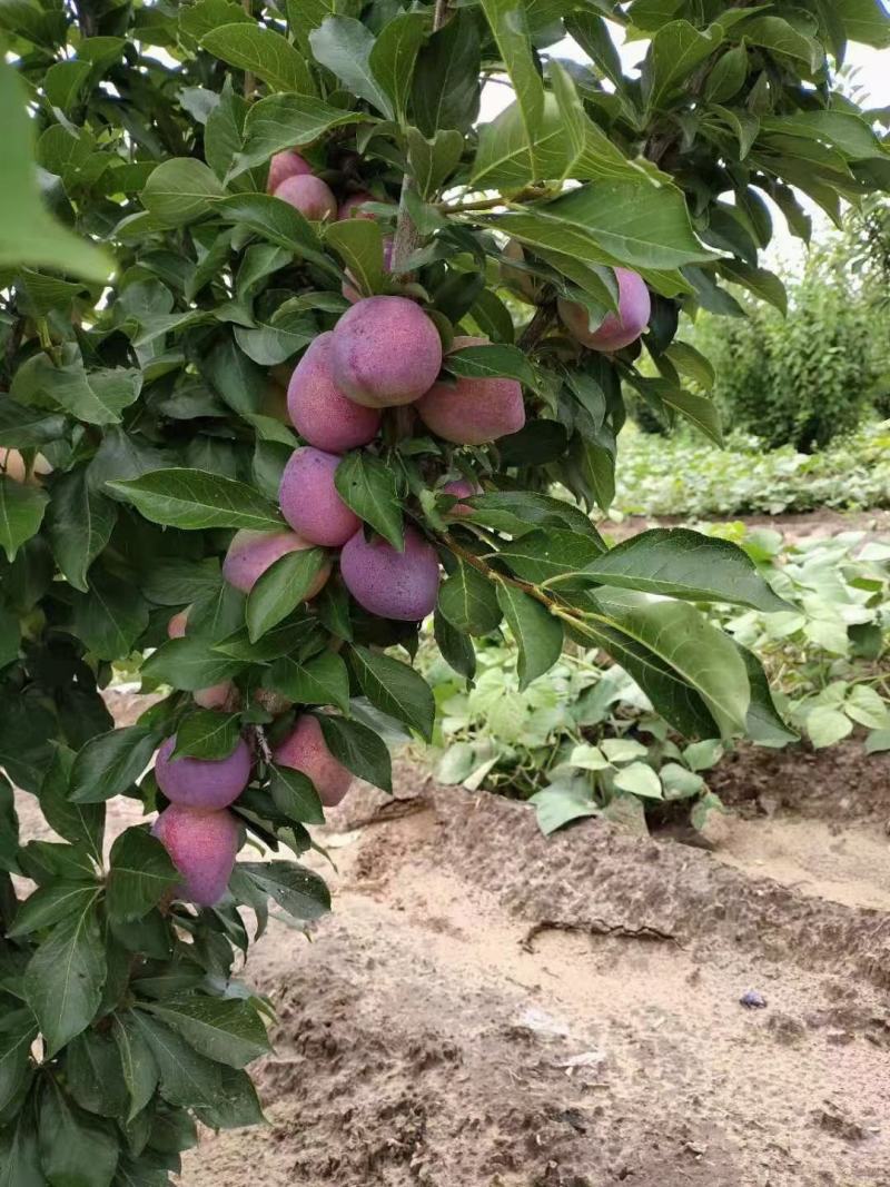 吉盛李子