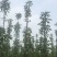 柱状苹果树产量高占空小景观，占地都合适栽种