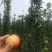 柱状苹果树产量高占空小景观，占地都合适栽种