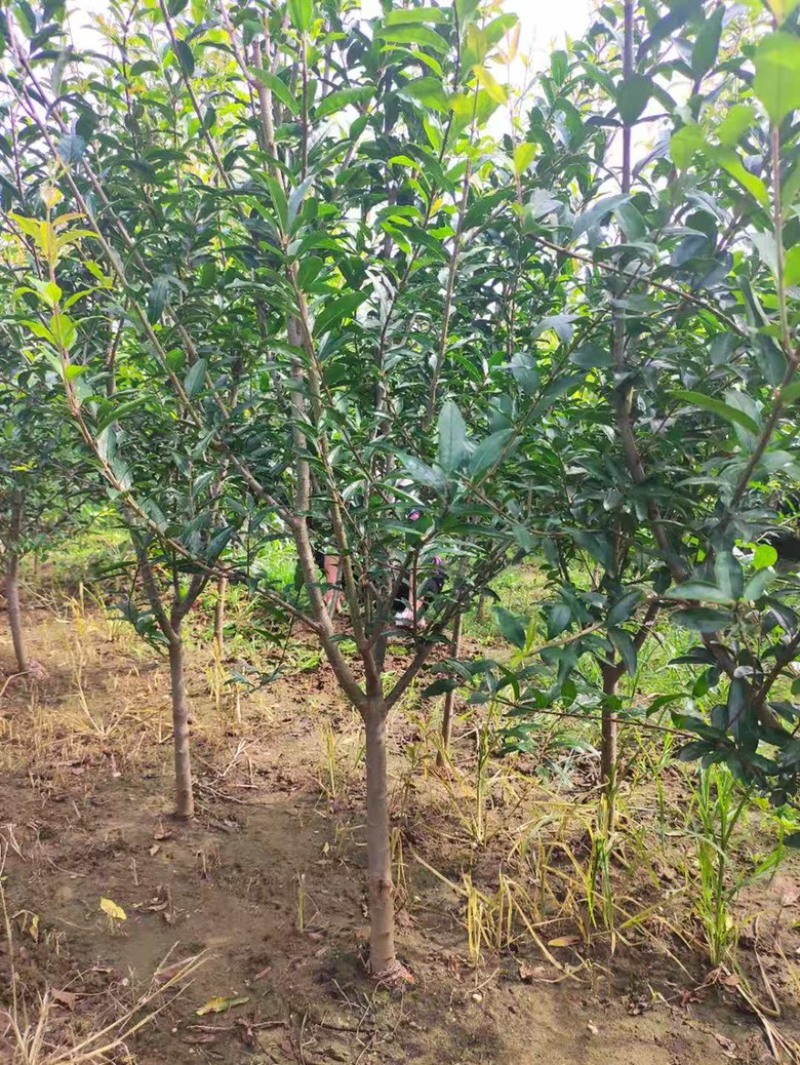 柱状苹果树产量高占空小景观，占地都合适栽种
