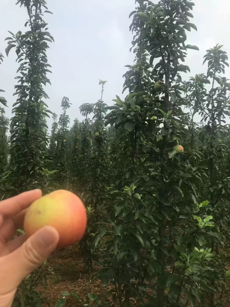 柱状苹果树产量高占空小景观，占地都合适栽种