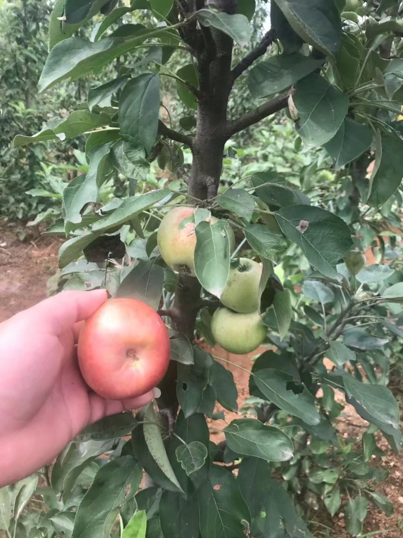 柱状苹果树产量高占空小景观，占地都合适栽种