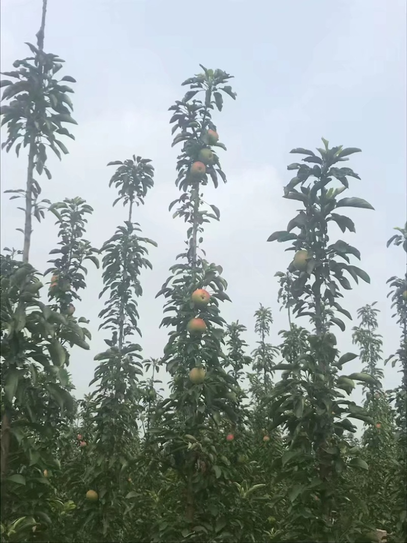 柱状苹果树产量高占空小景观，占地都合适栽种