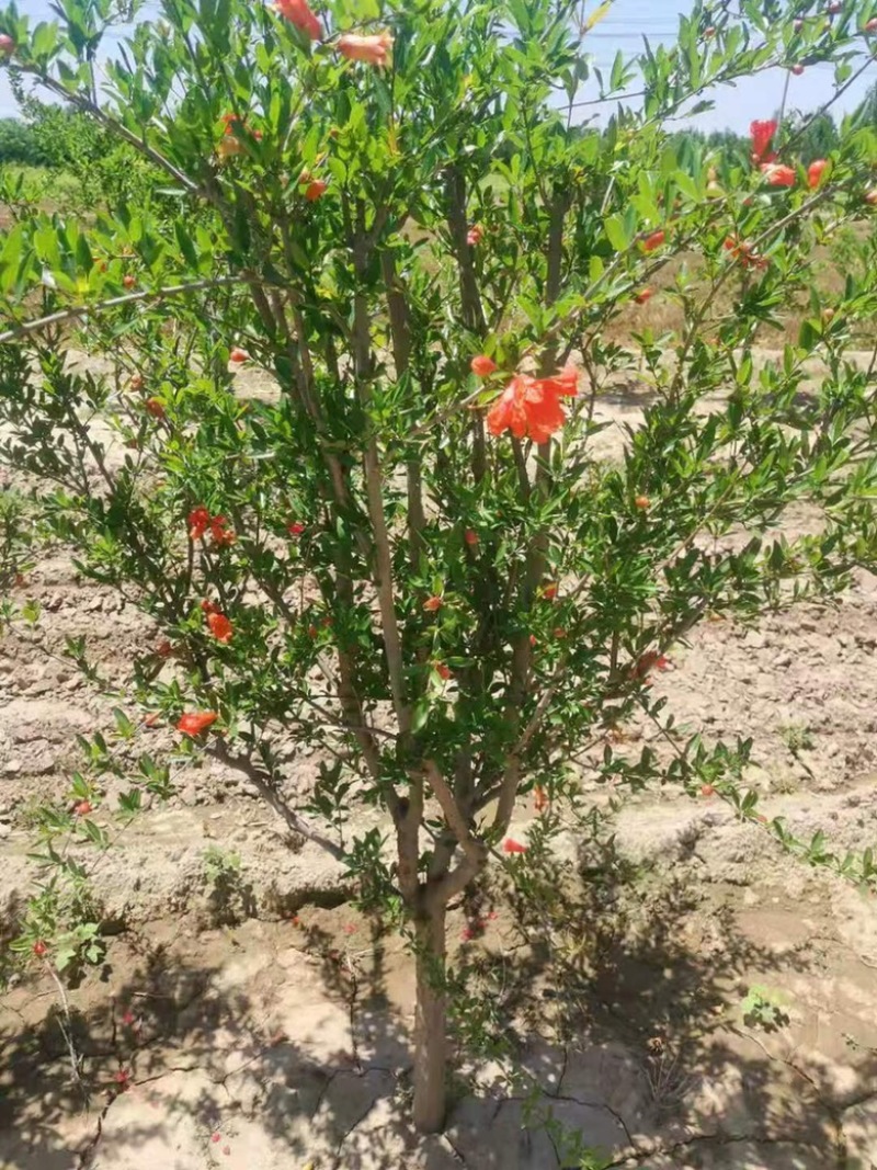 柱状苹果树产量高占空小景观，占地都合适栽种
