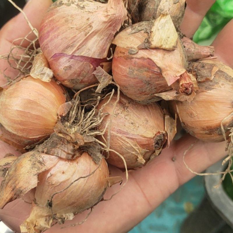 东北鬼葱，烧烤，淹菜，炒吃