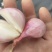 东北鬼葱，烧烤，淹菜，炒吃