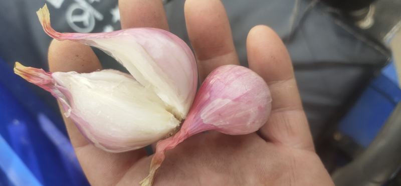 东北鬼葱，烧烤，淹菜，炒吃