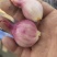 东北鬼葱，烧烤，淹菜，炒吃