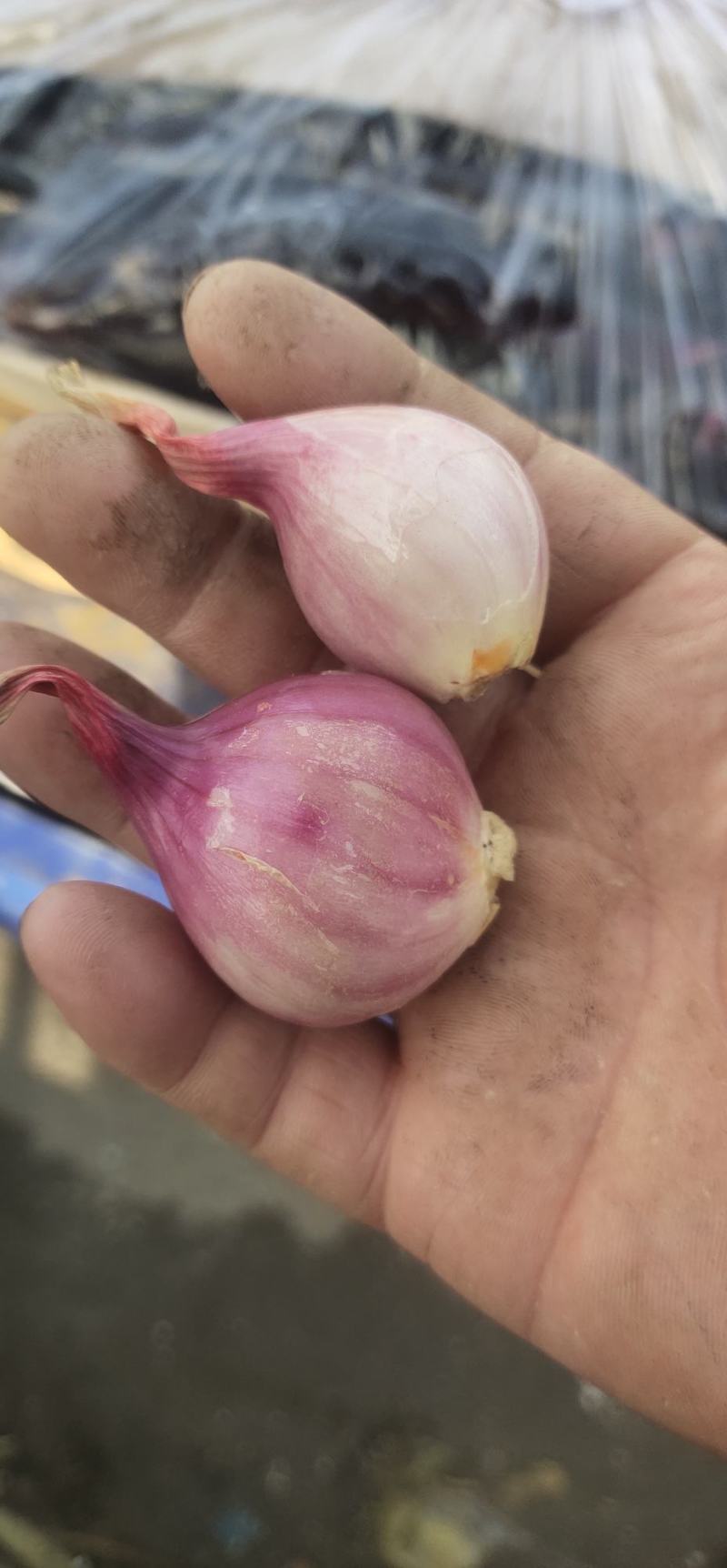东北鬼葱，烧烤，淹菜，炒吃