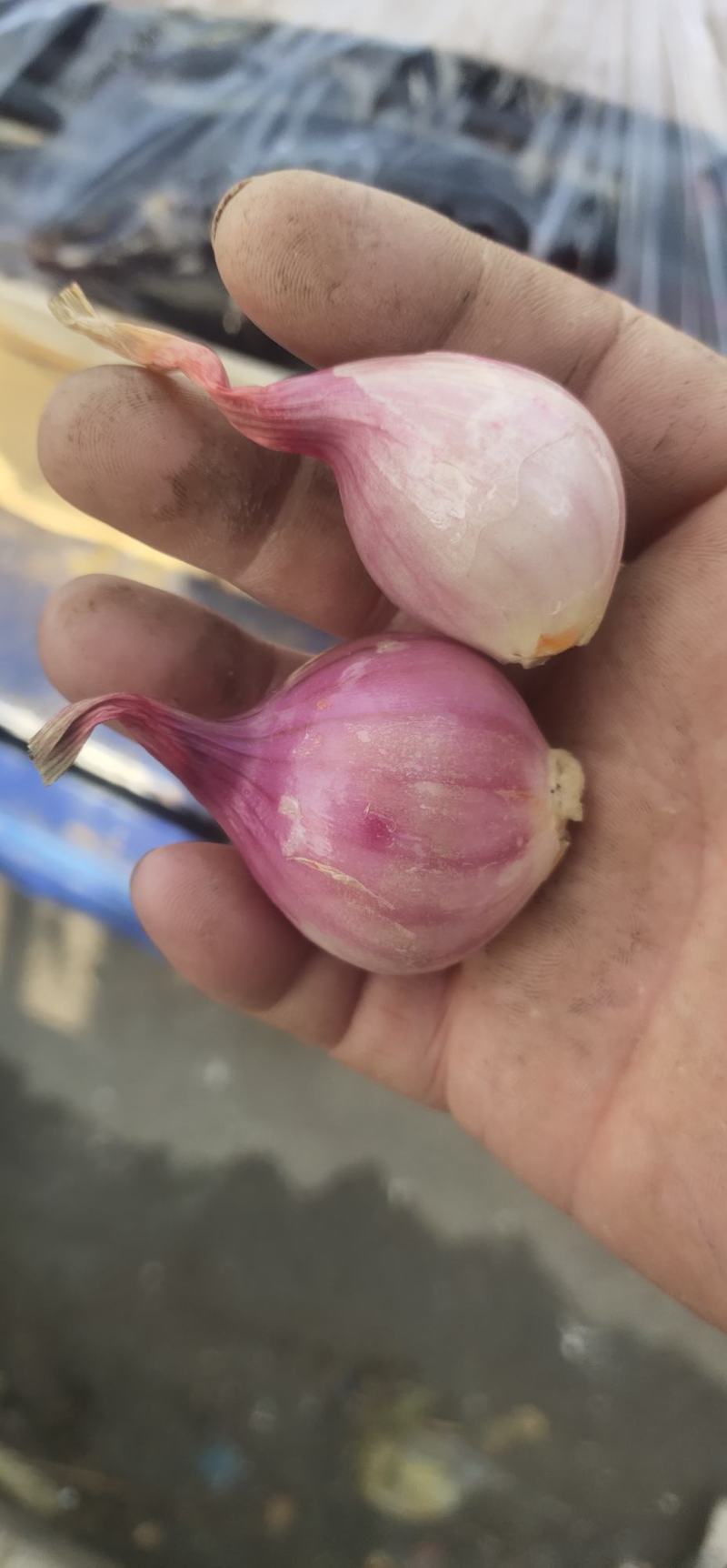 东北鬼葱，烧烤，淹菜，炒吃