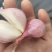 东北鬼葱，烧烤，淹菜，炒吃