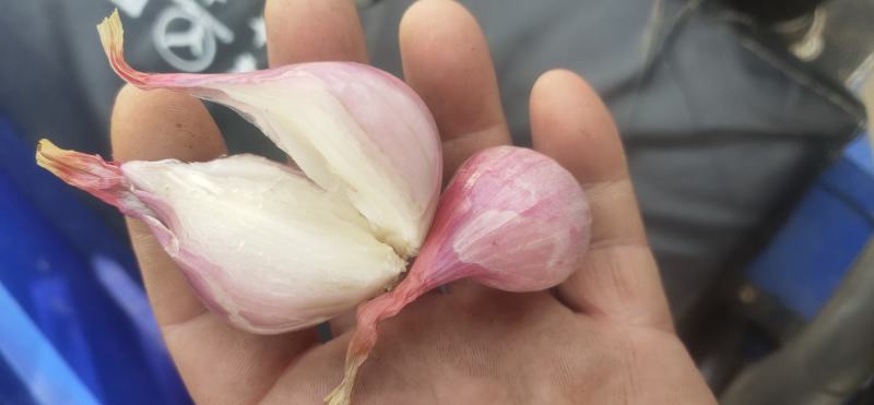 东北鬼葱，烧烤，淹菜，炒吃