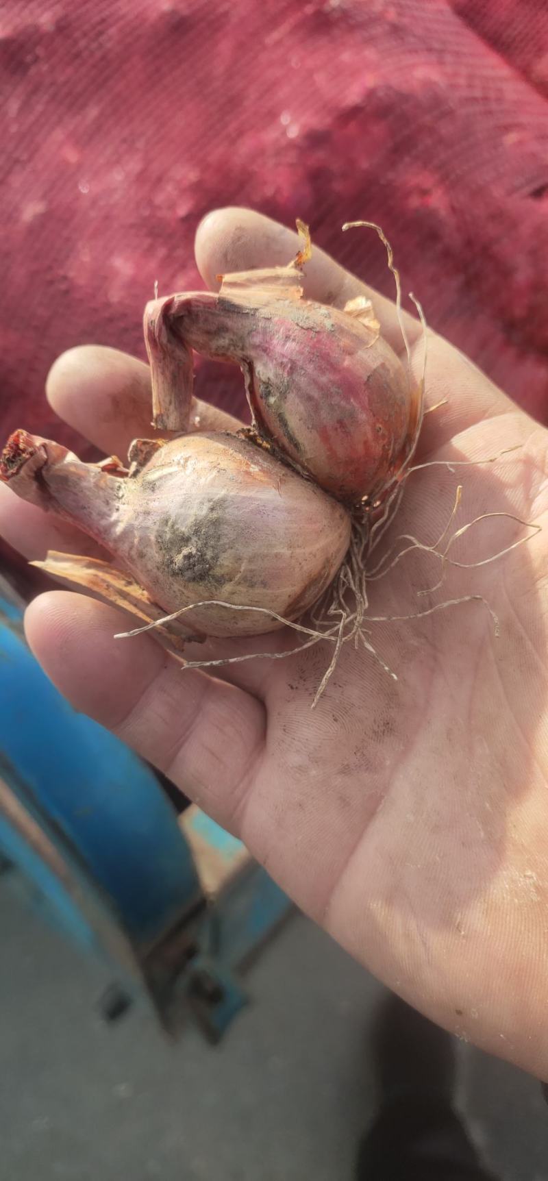 东北鬼葱，烧烤，淹菜，炒吃