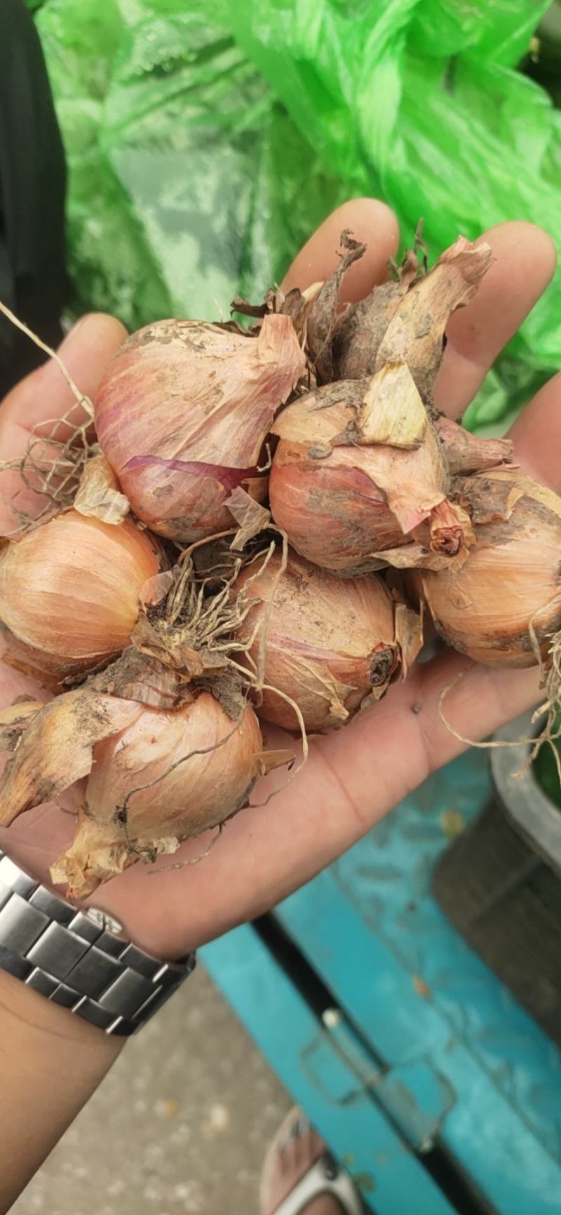 东北鬼葱，烧烤，淹菜，炒吃