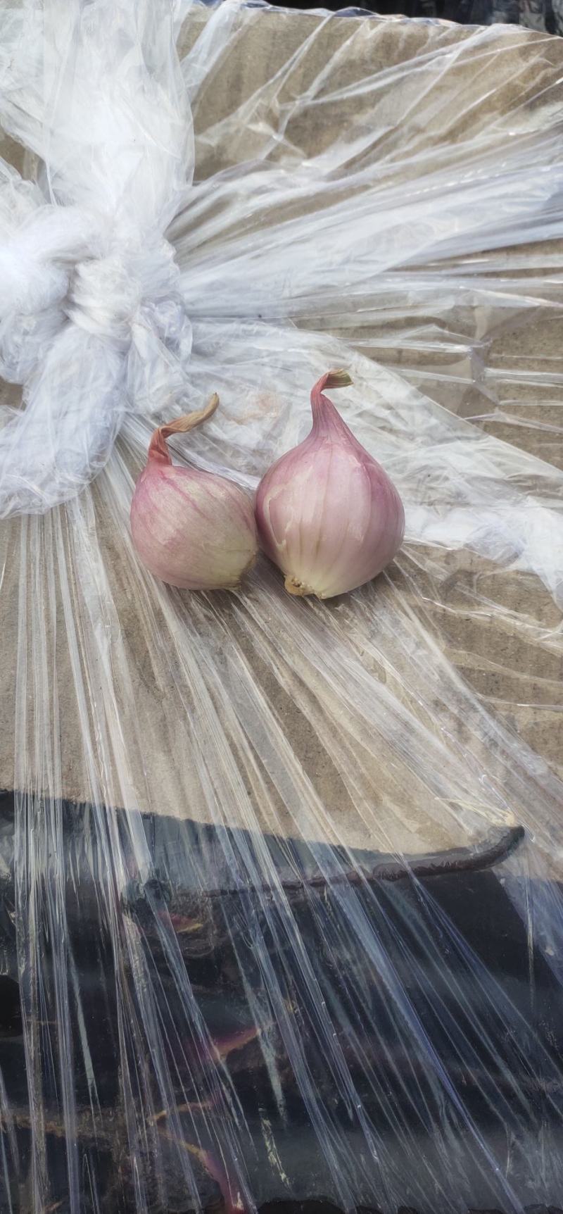 东北鬼葱，烧烤，淹菜，炒吃