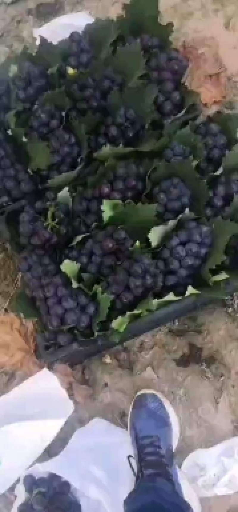 巨峰葡萄产地代收代发