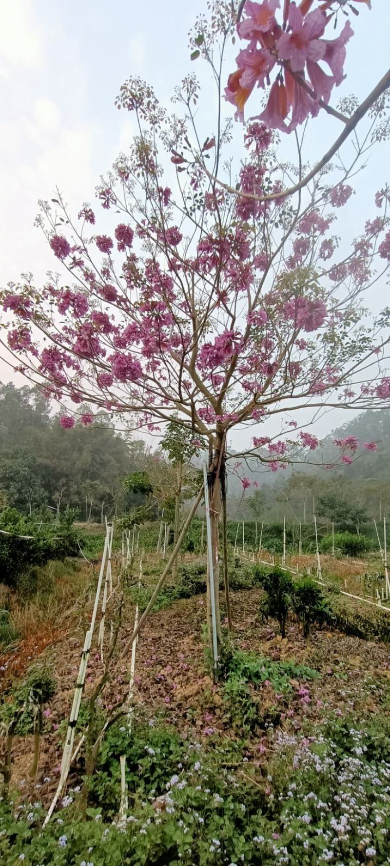 紫花风玲