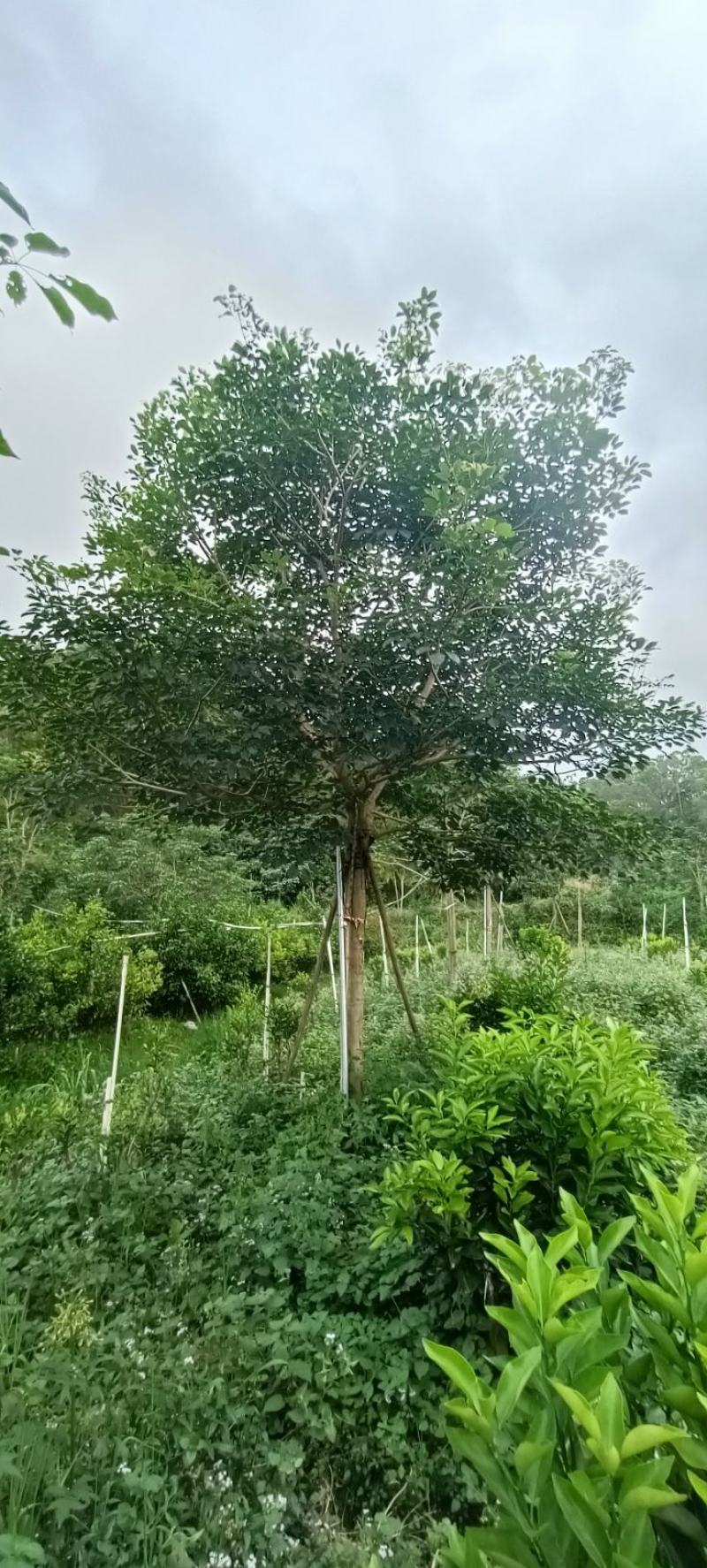 紫花风玲