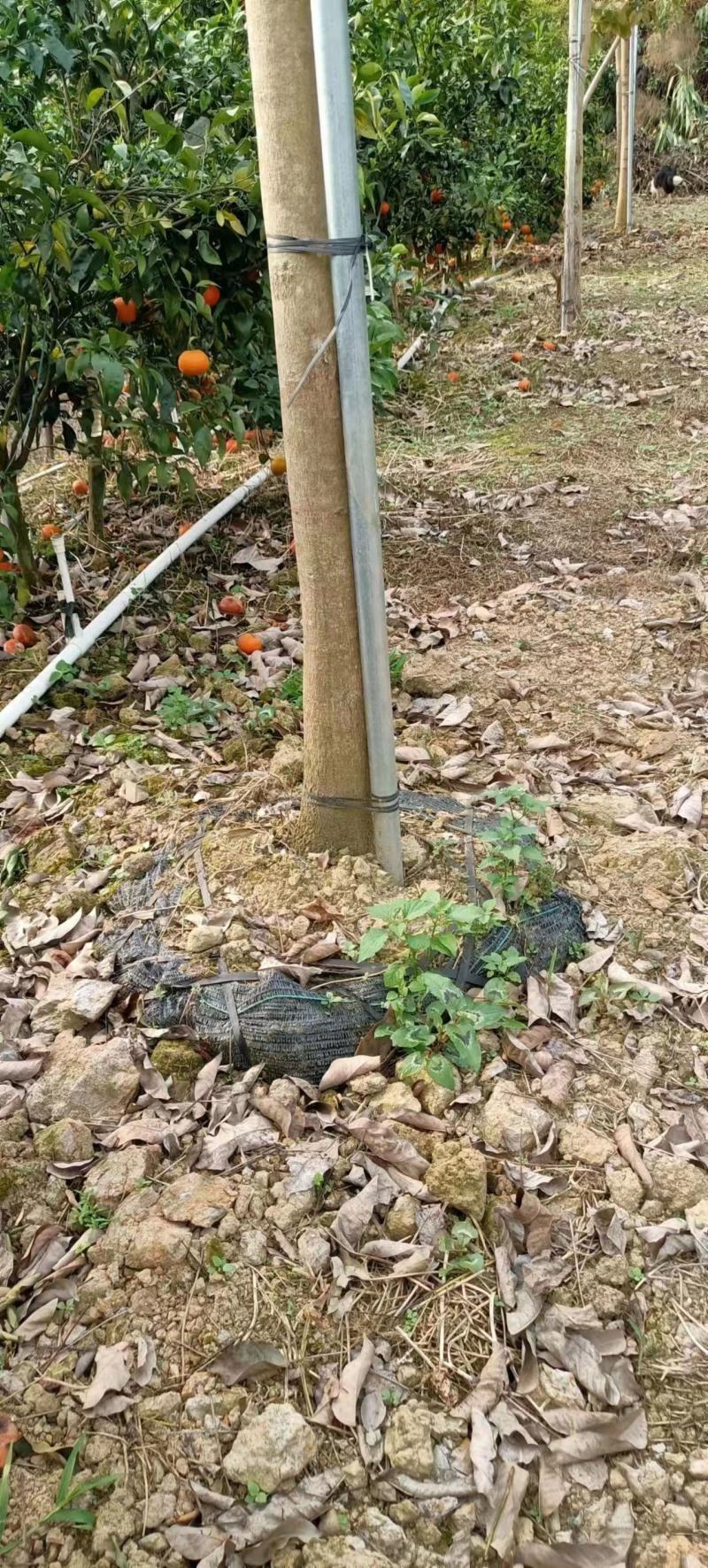 紫花风玲