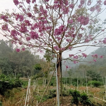 紫花风玲