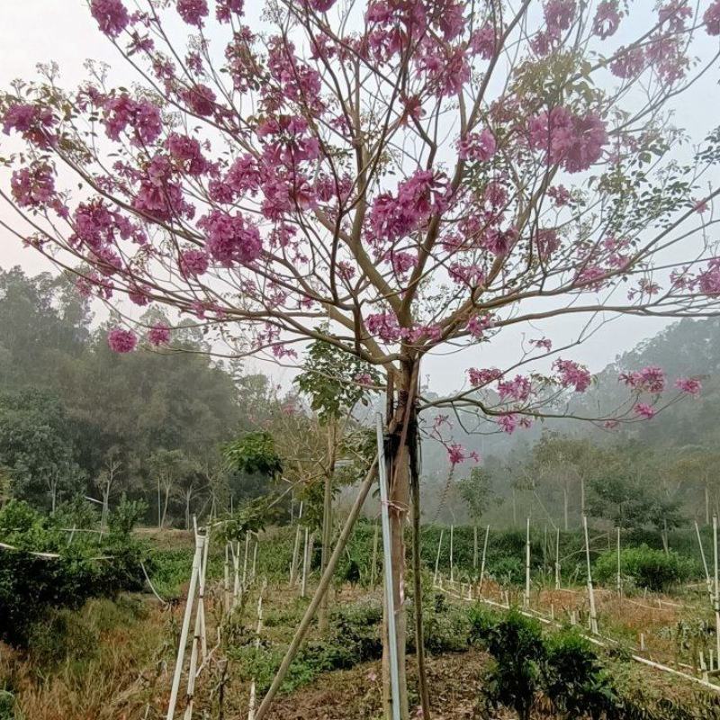 紫花风玲