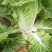 东北齐齐哈尔黄心大白菜货源充足质量好欢迎联系