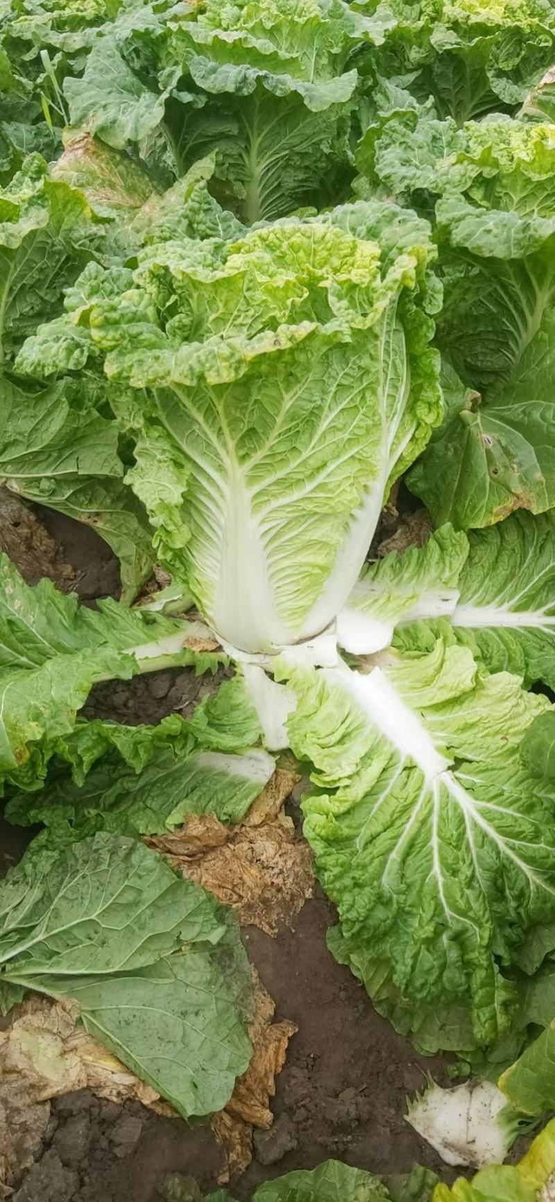东北齐齐哈尔黄心大白菜货源充足质量好欢迎联系