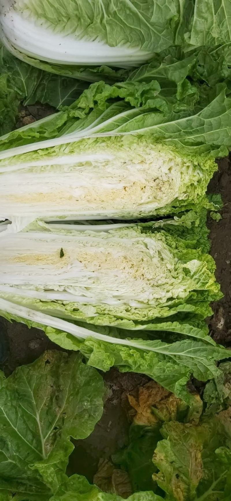 东北齐齐哈尔黄心大白菜货源充足质量好欢迎联系