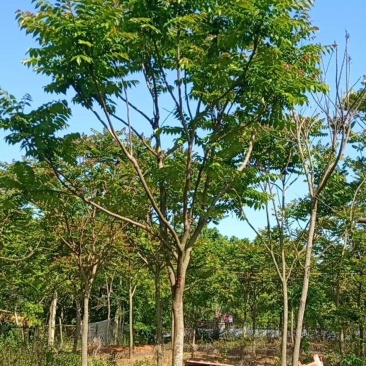 麻楝