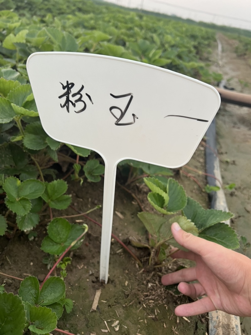 粉玉草莓苗脱毒粉玉草莓苗粉玉一号粉玉二号草莓苗保证品种