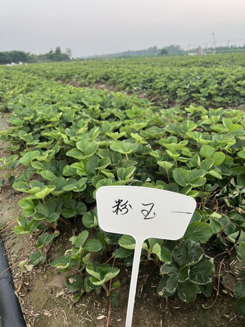 粉玉草莓苗脱毒粉玉草莓苗粉玉一号粉玉二号草莓苗保证品种