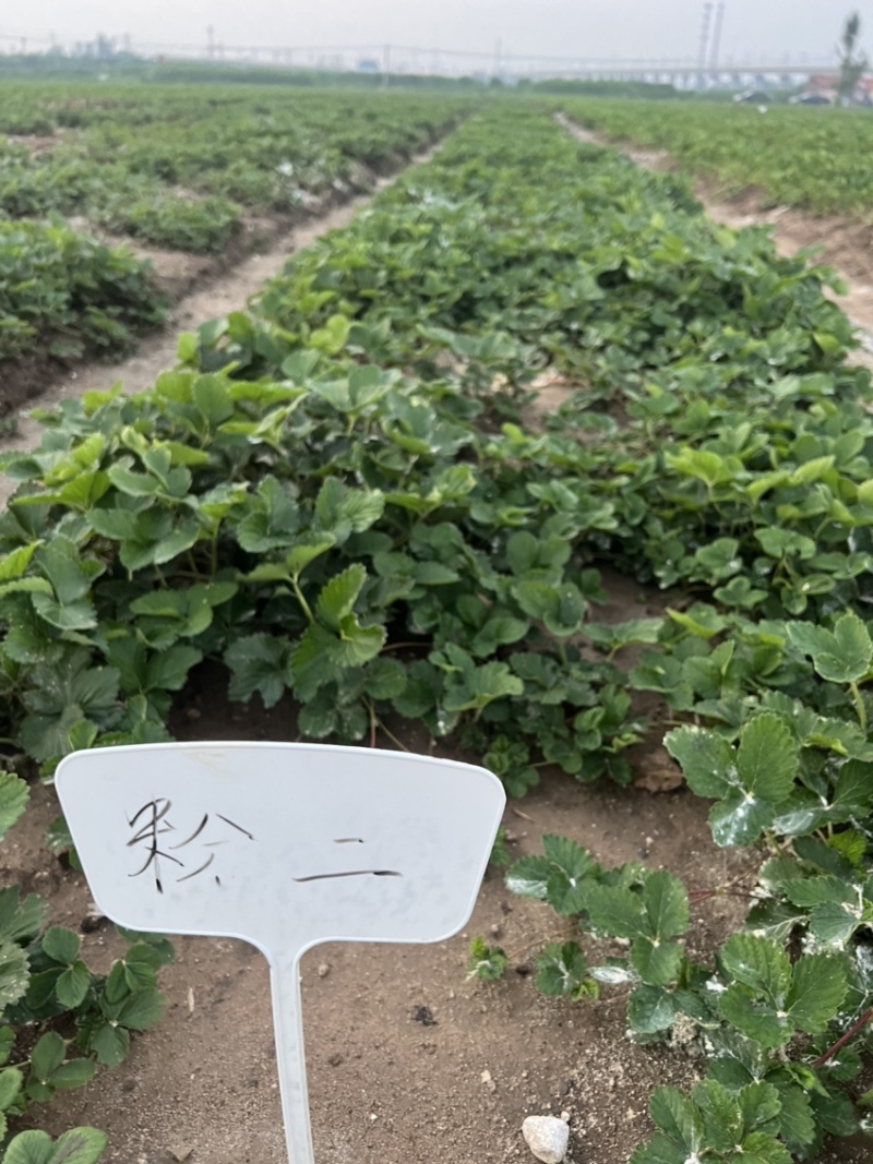 粉玉草莓苗脱毒粉玉草莓苗粉玉一号粉玉二号草莓苗保证品种