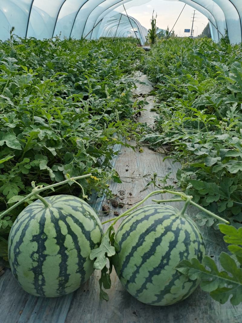 天津市静海麒麟瓜甜度高现摘新鲜一手货源大量现货