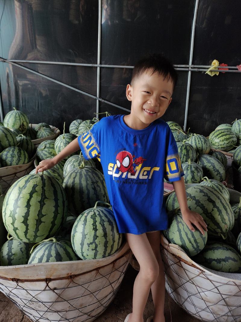 天津市静海麒麟瓜甜度高现摘新鲜一手货源大量现货