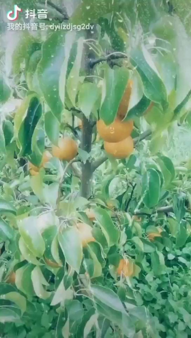 梨
