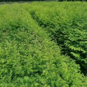 精品有水杉袋苗，地径1公分，基地直供，一手货源。